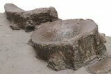 Fossil Ichthyosaur (Eurhinosaurus) Bone Plate - Germany #206129-5